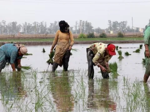 Ông trùm xuất khẩu gạo lớn nhất thế giới đón sóng gió: Hơn 400.000 tấn gạo ùn ứ tại các cảng, chi phí vận chuyển tăng vọt