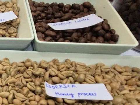 Giá cà phê hôm nay 7-3: Tăng tiếp, một loại cà phê đang được yêu thích vào vụ