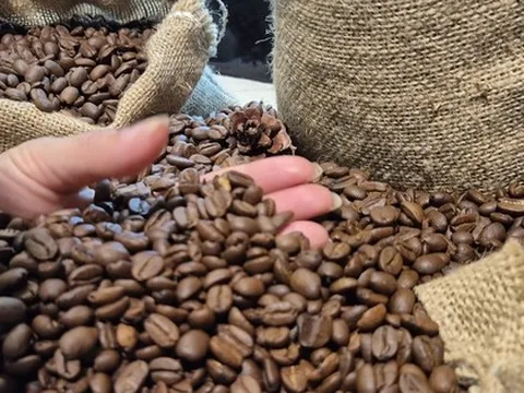 Giá cà phê hôm nay 11-3: Đồng loạt giảm giá, Indonesia sắp bước vào thu hoạch