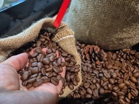 Giá cà phê hôm nay 13-3: Điều gì khiến Robusta và Arabica bật tăng rất mạnh?