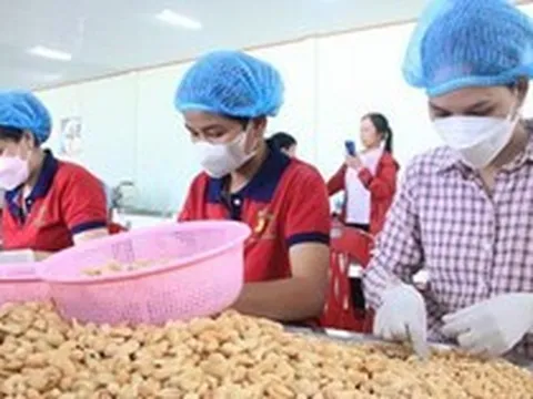 Ngành điều Việt Nam hướng tới giữ vững đà tăng trưởng sau năm kỷ lục