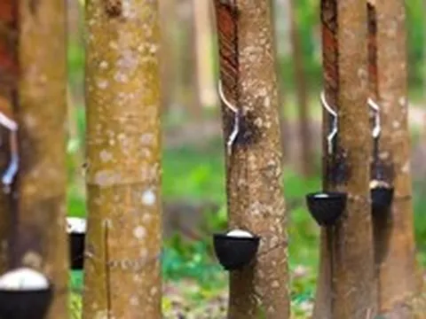 Bất chấp chiến sự Trung Đông, một cổ phiếu tăng trần 18 phiên liên tục