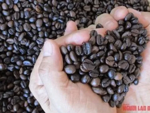 Giá cà phê hôm nay 24-3: Hạ nhiệt