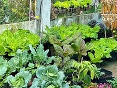 Ngỡ ngàng nam công nhân biến khoảng sân trọ 3m2 thành vườn rau quả "lúc lỉu"