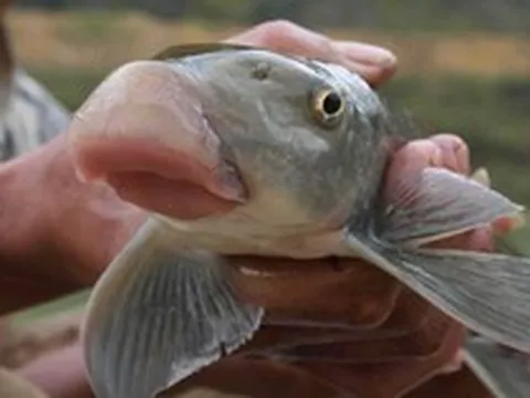 Giá chục triệu 1 kg, "thuỷ quái mõm lợn" ở Phú Thọ chỉ vua chúa và giới quý tộc mới được ăn