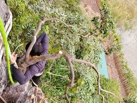 Kiểm lâm thu giữ hàng trăm cây cảnh muội hồng, phạt tiền cả trăm triệu đồng