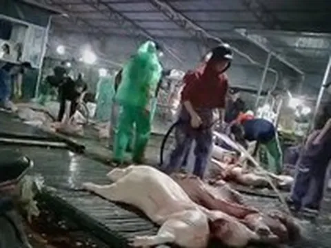 Công an Hà Nội truy 300 tấn lợn bệnh đã vào đơn vị, bếp ăn tập thể nào