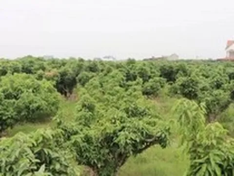 Nguy cơ mất mùa vải thiều