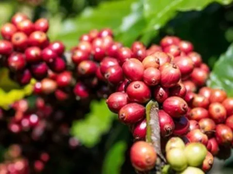 Giá cà phê hôm nay 3-4: Giảm đồng loạt, mốc 90.000 đồng/kg lung lay