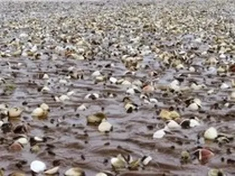 Quảng Ninh cảnh báo nguy cơ ngao chết hàng loạt do bệnh truyền nhiễm đặc biệt nguy hiểm