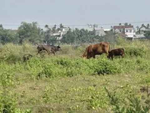 Công trình hơn 185 tỷ làm gần 1 thập kỷ không xong, thành nơi chăn thả bò
