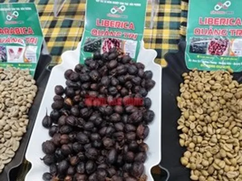 Giá cà phê hôm nay 12-4: Robusta thủng đáy, tương lai thế nào?