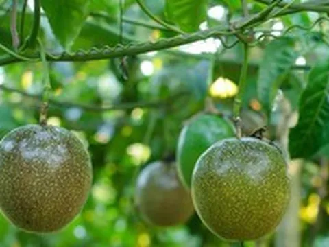 'Làm nông nghiệp' như thế nào thì không chịu thuế? Cục thuế trả lời