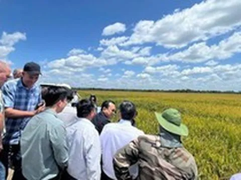 Giống lúa Việt Nam 'gây bão' tại Cuba, Phó Chủ tịch nước Cuba đích thân xuống thị sát