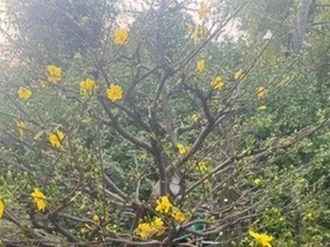 Từ vụ tạm giữ 42 gốc mai ở Côn Đảo: Nhà vườn băn khoăn về yêu cầu chứng minh nguồn gốc