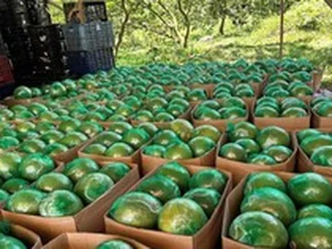 Không phải sầu riêng, loại quả của Việt Nam khiến cựu Thứ trưởng Bộ Nông nghiệp Mỹ phải tấm tắc khen ngon, vừa có thêm 'visa' sang Trung Quốc