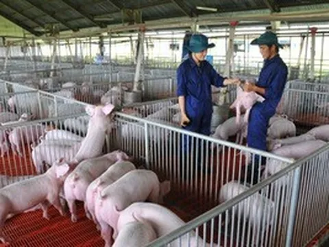 Giá heo hơi hôm nay, 16-4: Khu vực phía Nam có biến động