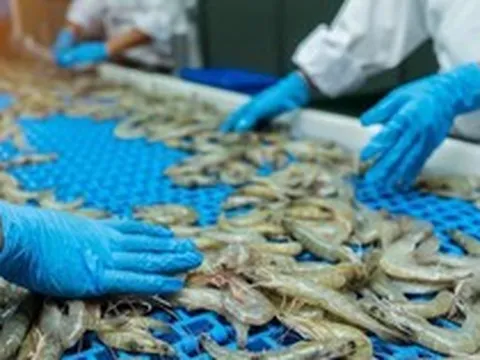 Ngành tôm đối mặt nhiều thách thức