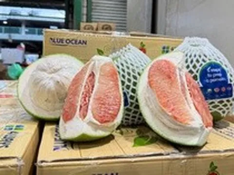Lô bưởi Việt Nam lần đầu vào Úc