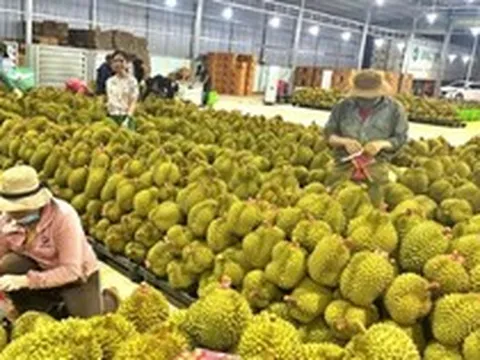 Một đối thủ sầu riêng Việt Nam bất ngờ gặp khó: Giá giảm chỉ còn 1/3, lãnh đạo thừa nhận 'chúng tôi không ngờ lại ảnh hưởng mạnh đến vậy'