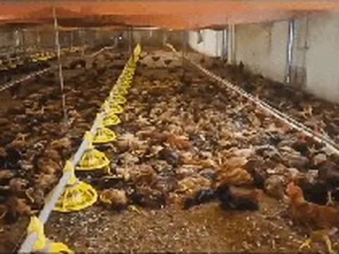 Chập điện khiến trang trại gà hơn 5.000 con chết ngạt