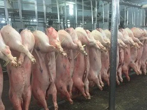 Giá heo hơi hôm nay, 29-4: Chợ đầu mối bật tăng