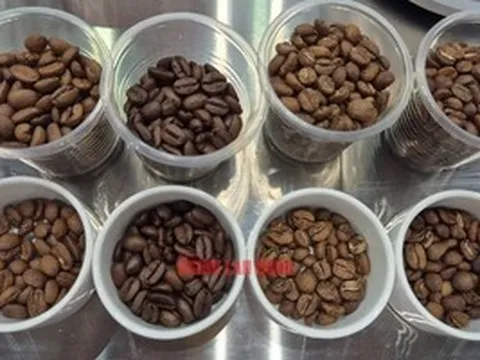 Giá cà phê hôm nay 29-4: Bất ngờ tăng, ông lớn cà phê Trung Quốc khuấy động thị trường