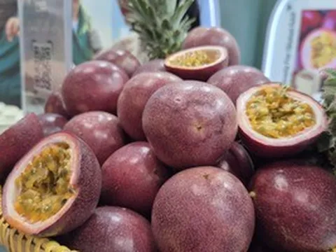 Không phải sầu riêng, đây mới là loại quả từ Việt Nam mà châu Âu cực mê