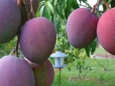 Loại quả ‘trứng của mặt trời’ vừa được đấu giá hơn 16 triệu đồng/cặp tại một quốc gia châu Á, Việt Nam vừa trồng thành công tại TP HCM