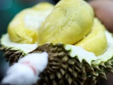 Một đối thủ của sầu riêng Việt Nam chơi lớn: Xây dựng hệ thống mã QR cho từng quả sầu riêng, người dùng dễ dàng xem nguồn gốc, vườn trồng