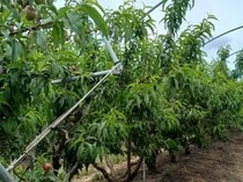 Không phải dầu thô, một mặt hàng của Iran đang gặp khó do xung đột: Mỗi lô hàng lỗ 50%, Ấn Độ bị ‘vạ lây’