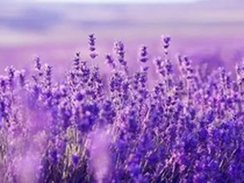 Một cổ phiếu ngân hàng bất ngờ "tím lịm" với thanh khoản đột biến,chuyện gì đang xảy ra?