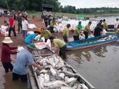 Hơn 100 tấn cá lồng bè tại hồ Trị An chết bất thường