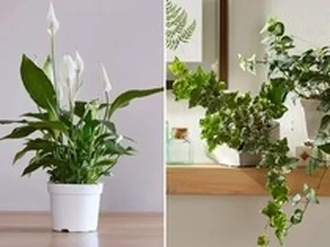 7 loại cây hút ẩm tốt thích hợp đặt trong phòng tắm