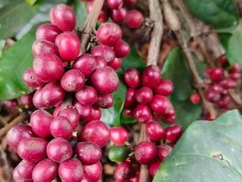 Giá cà phê hôm nay, 9-6: Robusta hồi phục, Arabica chưa tìm thấy đáy