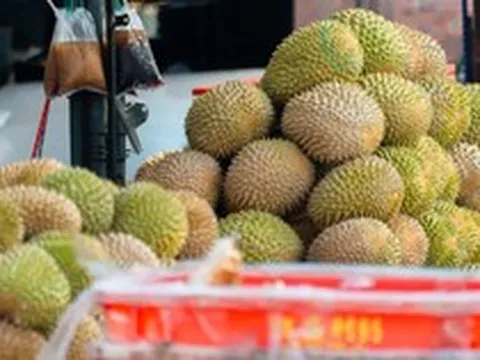 Buồn của đối thủ sầu riêng Việt Nam, Thái Lan: Nắm giữ loại sầu ngon nhất thế giới nhưng giá giảm 70%, nguyên nhân đến từ đâu?