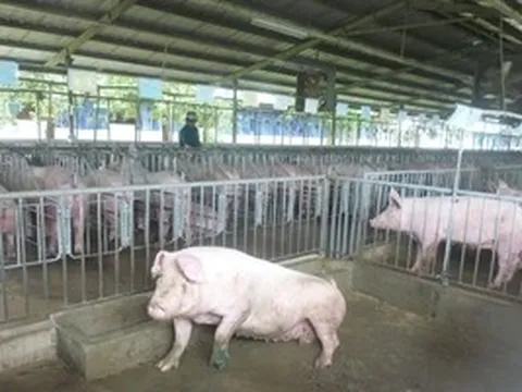 Giá heo hơi hôm nay, 18-6: Khu vực phía Nam đi xuống