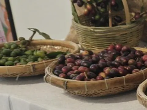 Giá cà phê hôm nay 26-6: Robusta tăng 3 phiên liền, cà phê Việt mở rộng thị phần tại Mỹ