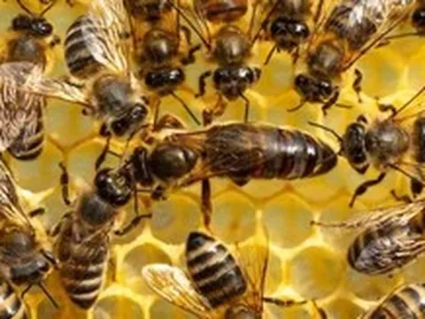 Khoa học phát hiện điều thật sự tạo nên ong chúa